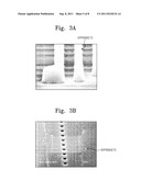 PHOTOSENSITIVE-RESIN REMOVER COMPOSITION AND METHOD OF FABRICATING     SEMICONDUCTOR DEVICE USING THE SAME diagram and image