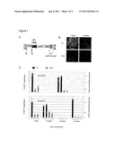 GENE VECTOR FOR INDUCING TRANSGENE-SPECIFIC IMMUNE TOLERANCE diagram and image