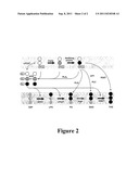 POLYPEPTIDES AND METHODS FOR PRODUCING TRIACYLGLYCEROLS COMPRISING     MODIFIED FATTY ACIDS diagram and image