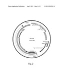 Photoautotrophic Adipogenesis Technology (Phat) diagram and image