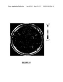 ENGINEERED LIGHT-EMITTING REPORTER GENES AND METHODS OF USE diagram and image