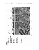 VEGETATION GROWTH CONDITION ANALYSIS METHOD, RECORDING MEDIUM ON WHICH     PROGRAM IS RECORDED, AND VEGETATION GROWTH CONDITION ANALYZER diagram and image