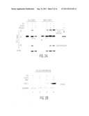 Mesenchymal stem cells that express increased amounts of anti-apoptotic     proteins diagram and image