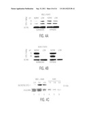 Mesenchymal stem cells that express increased amounts of anti-apoptotic     proteins diagram and image