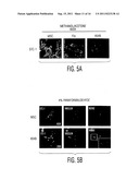 Mesenchymal stem cells that express increased amounts of anti-apoptotic     proteins diagram and image