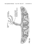 TREATMENT OF BRAIN OR SPINAL CORD INJURY USING PLACENTAL STEM CELLS diagram and image