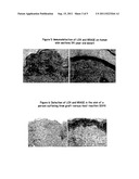 Substancefor Restoring Normal Co-expression and Interaction Between the     LOX and NRAGE Proteins diagram and image