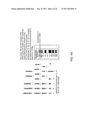 Nucleic acid quantitation from tissue slides diagram and image