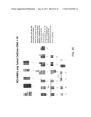 Nucleic acid quantitation from tissue slides diagram and image