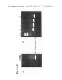 Gene defects and mutant ALK kinase in human solid tumors diagram and image