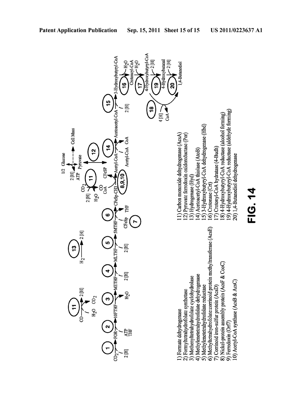 METHODS AND ORGANISMS FOR UTILIZING SYNTHESIS GAS OR OTHER GASEOUS CARBON     SOURCES AND METHANOL - diagram, schematic, and image 16