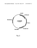 Methods for using positively and negatively selectable genes in a     filamentous fungal cell diagram and image