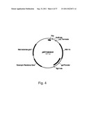 Methods for using positively and negatively selectable genes in a     filamentous fungal cell diagram and image