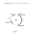 Methods for using positively and negatively selectable genes in a     filamentous fungal cell diagram and image