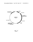 Methods for using positively and negatively selectable genes in a     filamentous fungal cell diagram and image