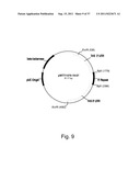 Methods for using positively and negatively selectable genes in a     filamentous fungal cell diagram and image