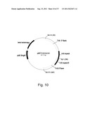 Methods for using positively and negatively selectable genes in a     filamentous fungal cell diagram and image