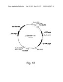 Methods for using positively and negatively selectable genes in a     filamentous fungal cell diagram and image