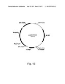 Methods for using positively and negatively selectable genes in a     filamentous fungal cell diagram and image