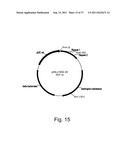 Methods for using positively and negatively selectable genes in a     filamentous fungal cell diagram and image