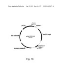 Methods for using positively and negatively selectable genes in a     filamentous fungal cell diagram and image