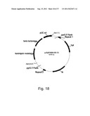 Methods for using positively and negatively selectable genes in a     filamentous fungal cell diagram and image