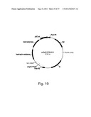 Methods for using positively and negatively selectable genes in a     filamentous fungal cell diagram and image