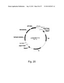 Methods for using positively and negatively selectable genes in a     filamentous fungal cell diagram and image