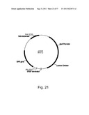 Methods for using positively and negatively selectable genes in a     filamentous fungal cell diagram and image