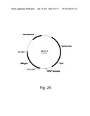 Methods for using positively and negatively selectable genes in a     filamentous fungal cell diagram and image