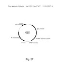 Methods for using positively and negatively selectable genes in a     filamentous fungal cell diagram and image