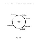 Methods for using positively and negatively selectable genes in a     filamentous fungal cell diagram and image