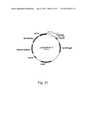 Methods for using positively and negatively selectable genes in a     filamentous fungal cell diagram and image