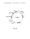 Methods for using positively and negatively selectable genes in a     filamentous fungal cell diagram and image