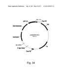 Methods for using positively and negatively selectable genes in a     filamentous fungal cell diagram and image