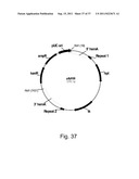 Methods for using positively and negatively selectable genes in a     filamentous fungal cell diagram and image