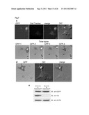 METHOD FOR DIAGNOSING NON-SMALL CELL LUNG CANCER diagram and image