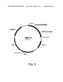 POLYPEPTIDES HAVING LIPASE ACTIVITY AND POLYNUCLEOTIDES ENCODING SAME diagram and image