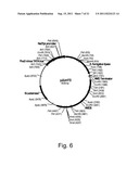 POLYPEPTIDES HAVING LIPASE ACTIVITY AND POLYNUCLEOTIDES ENCODING SAME diagram and image