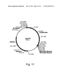 POLYPEPTIDES HAVING LIPASE ACTIVITY AND POLYNUCLEOTIDES ENCODING SAME diagram and image