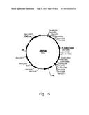 POLYPEPTIDES HAVING LIPASE ACTIVITY AND POLYNUCLEOTIDES ENCODING SAME diagram and image