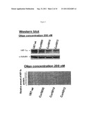 OLIGOMERIC COMPOUNDS FOR THE MODULATION OF HIF-1A EXPRESSION diagram and image