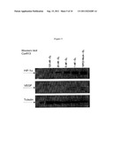 OLIGOMERIC COMPOUNDS FOR THE MODULATION OF HIF-1A EXPRESSION diagram and image