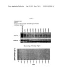 OLIGOMERIC COMPOUNDS FOR THE MODULATION OF HIF-1A EXPRESSION diagram and image