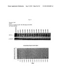 OLIGOMERIC COMPOUNDS FOR THE MODULATION OF HIF-1A EXPRESSION diagram and image