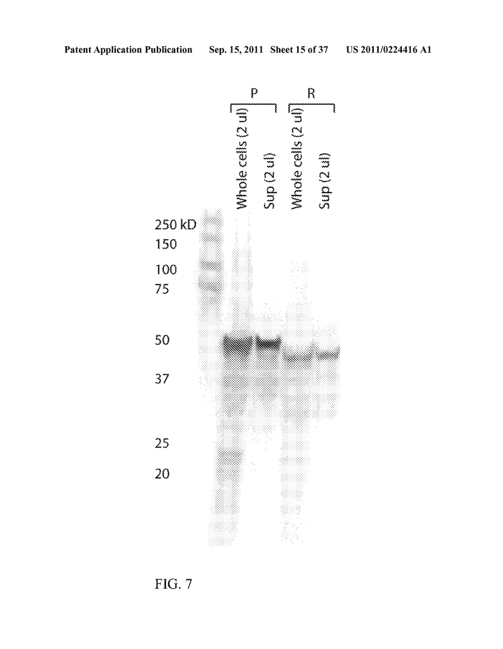 ENGINEERED MICROORGANISMS WITH ENHANCED FERMENTATION ACTIVITY - diagram, schematic, and image 16