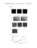 MINICHROMOSOME MAINTENANCE COMPLEX INTERACTING PROTEIN INVOLVED IN CANCER diagram and image