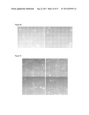 MINICHROMOSOME MAINTENANCE COMPLEX INTERACTING PROTEIN INVOLVED IN CANCER diagram and image