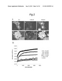 NOVEL mRNA SPLICE VARIANT OF THE DOUBLECORTIN-LIKE KINASE GENE AND ITS USE     IN DIAGNOSIS AND THERAPY OF CANCERS OF NEUROECTODERMAL ORIGIN diagram and image