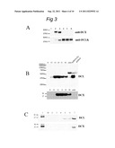 NOVEL mRNA SPLICE VARIANT OF THE DOUBLECORTIN-LIKE KINASE GENE AND ITS USE     IN DIAGNOSIS AND THERAPY OF CANCERS OF NEUROECTODERMAL ORIGIN diagram and image